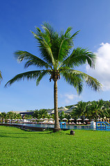 Image showing  palm tree 