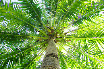 Image showing palm 