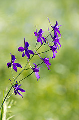 Image showing  flower on the field