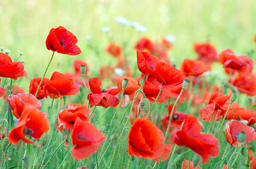 Image showing  red poppy 