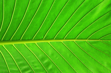 Image showing  leaf as background