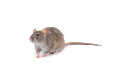 Image showing rat 