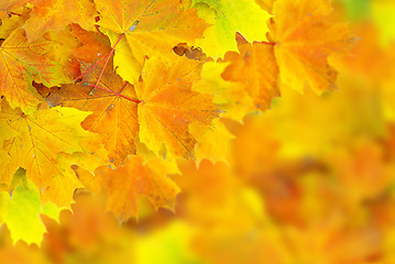 Image showing autumn leafs