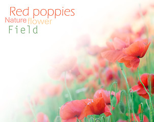 Image showing closeup of red poppy on cereal field