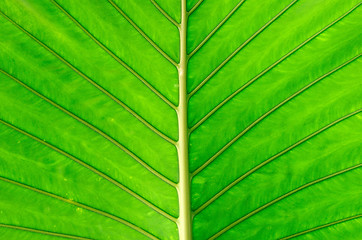 Image showing leaf 
