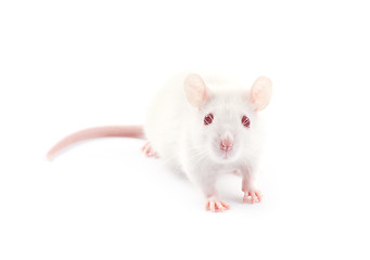 Image showing  rat 