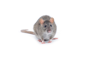 Image showing rat 