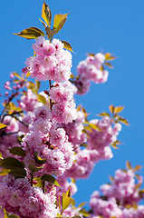 Image showing  spring cherry flowers    