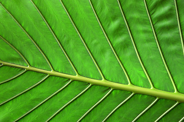 Image showing  leaf 