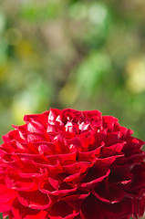 Image showing Red dahlia 