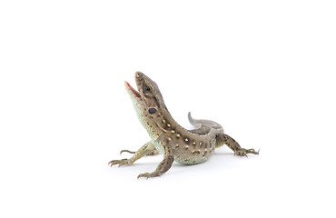 Image showing  lizard 