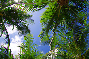 Image showing palm 