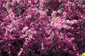 Image showing  spring cherry flower    