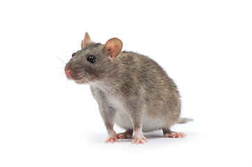 Image showing rat 