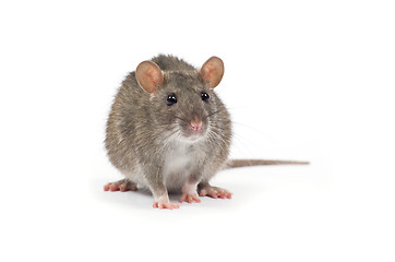 Image showing rat 