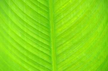 Image showing green leaf texture 
