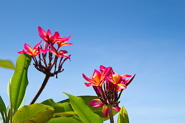 Image showing Red flowers 