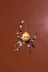 Image showing spider 