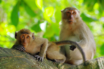 Image showing monkey