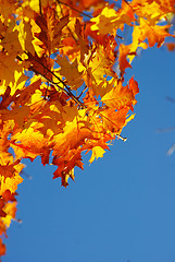 Image showing autumn leaves 