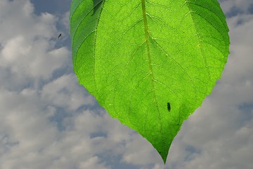 Image showing sunflower leaf