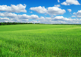 Image showing green field