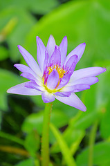 Image showing lotus 