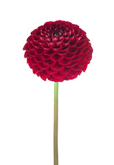 Image showing Red dahlia