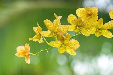 Image showing  orchid 