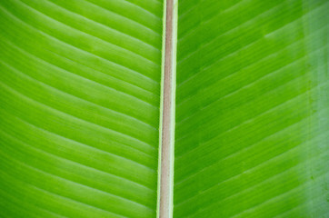 Image showing green leaf as background