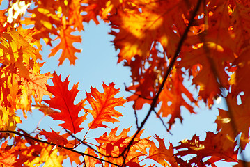 Image showing autumn leaves 