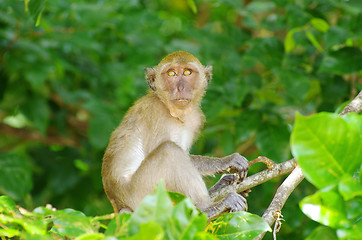 Image showing monkey 