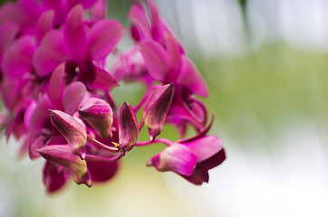 Image showing beautiful orchid 