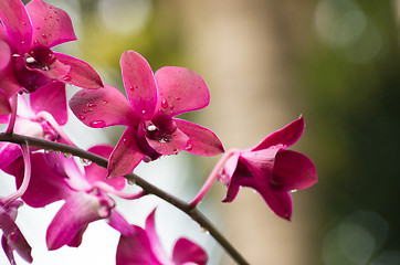Image showing  orchid 
