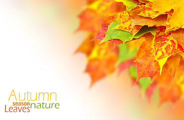 Image showing autumn leaves 