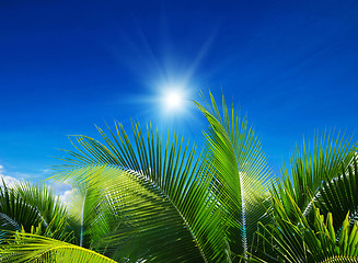 Image showing  palm 