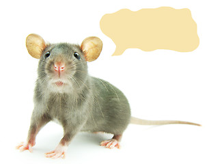 Image showing  rat  