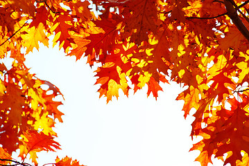 Image showing autumn leaves 