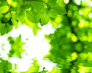 Image showing green leaves