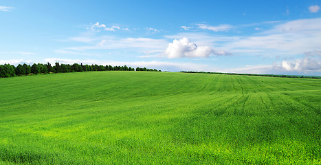 Image showing green field