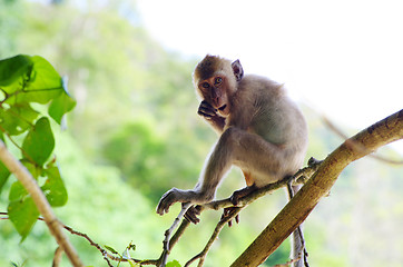 Image showing monkey 