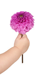 Image showing baby hand  holding flower