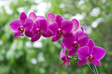 Image showing  orchid 