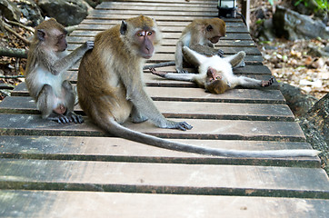 Image showing monkey 