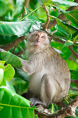 Image showing monkey 