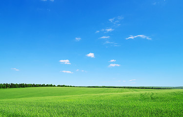 Image showing green field