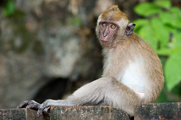 Image showing monkey 