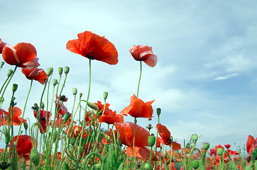 Image showing red poppy