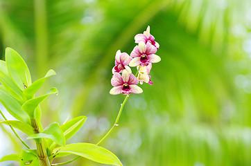 Image showing  orchid 