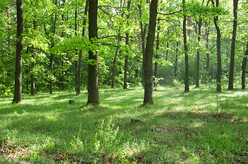 Image showing  forest 